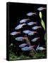 Aquarium Fish Neon Tetra-null-Framed Stretched Canvas