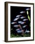 Aquarium Fish Neon Tetra-null-Framed Premium Photographic Print