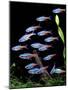 Aquarium Fish Neon Tetra-null-Mounted Premium Photographic Print