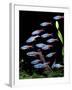 Aquarium Fish Neon Tetra-null-Framed Photographic Print