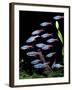 Aquarium Fish Neon Tetra-null-Framed Photographic Print