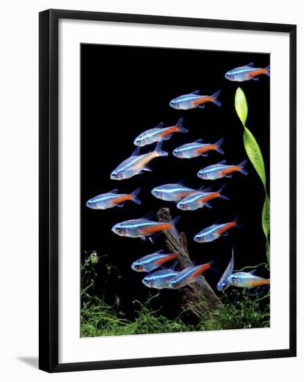 Aquarium Fish Neon Tetra-null-Framed Photographic Print