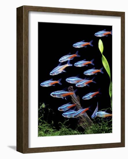 Aquarium Fish Neon Tetra-null-Framed Photographic Print