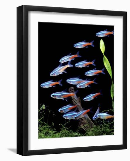 Aquarium Fish Neon Tetra-null-Framed Photographic Print