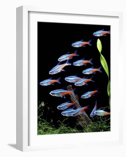 Aquarium Fish Neon Tetra-null-Framed Photographic Print