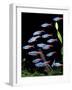 Aquarium Fish Neon Tetra-null-Framed Photographic Print