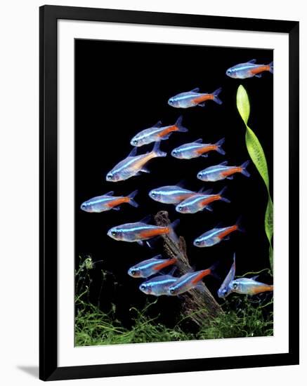 Aquarium Fish Neon Tetra-null-Framed Photographic Print