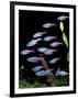 Aquarium Fish Neon Tetra-null-Framed Photographic Print