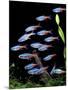 Aquarium Fish Neon Tetra-null-Mounted Photographic Print