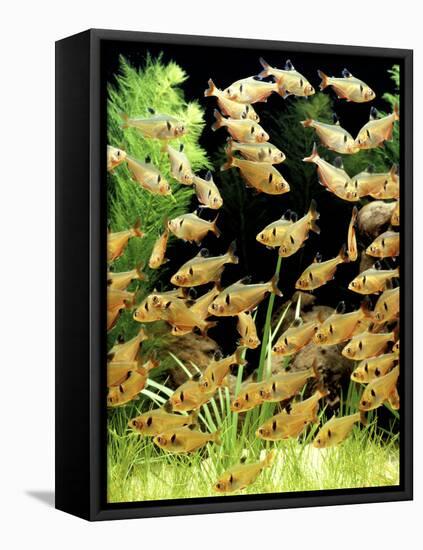 Aquarium Fish Serpae Tetra-null-Framed Stretched Canvas