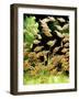 Aquarium Fish Serpae Tetra-null-Framed Premium Photographic Print