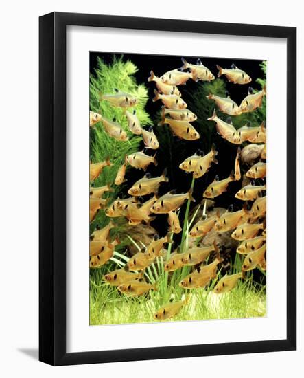 Aquarium Fish Serpae Tetra-null-Framed Premium Photographic Print