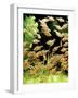 Aquarium Fish Serpae Tetra-null-Framed Premium Photographic Print