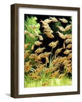 Aquarium Fish Serpae Tetra-null-Framed Photographic Print