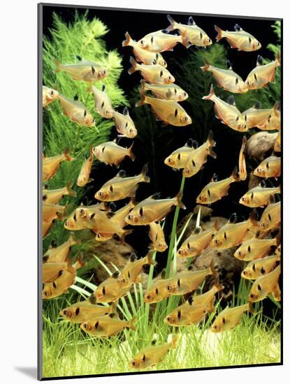 Aquarium Fish Serpae Tetra-null-Mounted Photographic Print