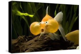 Aquarium Fish-null-Stretched Canvas