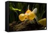 Aquarium Fish-null-Framed Stretched Canvas