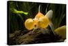 Aquarium Fish-null-Stretched Canvas