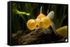 Aquarium Fish-null-Framed Stretched Canvas