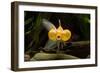 Aquarium Fish-null-Framed Premium Photographic Print