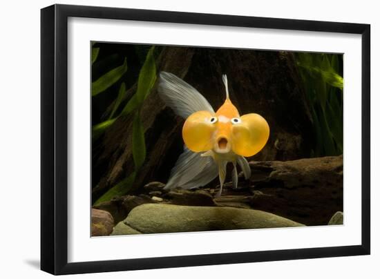 Aquarium Fish-null-Framed Premium Photographic Print