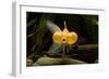 Aquarium Fish-null-Framed Premium Photographic Print