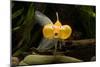 Aquarium Fish-null-Mounted Premium Photographic Print