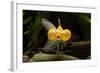 Aquarium Fish-null-Framed Photographic Print