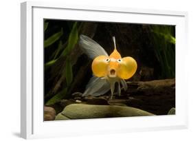 Aquarium Fish-null-Framed Photographic Print