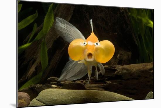 Aquarium Fish-null-Mounted Photographic Print