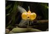 Aquarium Fish-null-Mounted Photographic Print