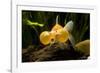 Aquarium Fish-null-Framed Photographic Print