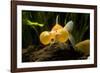 Aquarium Fish-null-Framed Photographic Print