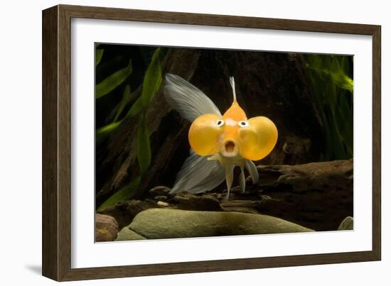 Aquarium Fish-null-Framed Photographic Print