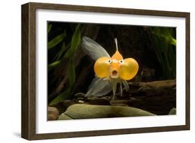 Aquarium Fish-null-Framed Photographic Print