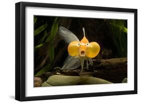 Aquarium Fish-null-Framed Photographic Print