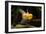 Aquarium Fish-null-Framed Photographic Print