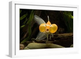 Aquarium Fish-null-Framed Photographic Print
