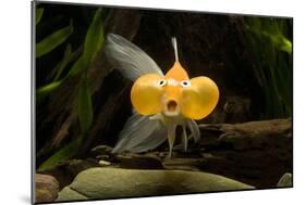 Aquarium Fish-null-Mounted Photographic Print