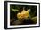 Aquarium Fish-null-Framed Photographic Print