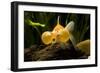 Aquarium Fish-null-Framed Photographic Print