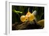 Aquarium Fish-null-Framed Photographic Print