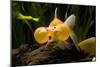 Aquarium Fish-null-Mounted Photographic Print