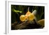 Aquarium Fish-null-Framed Photographic Print