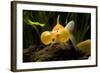 Aquarium Fish-null-Framed Photographic Print