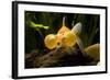 Aquarium Fish-null-Framed Photographic Print