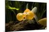 Aquarium Fish-null-Mounted Photographic Print