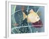 Aquarium I-Fiona Stokes-Gilbert-Framed Giclee Print