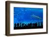 Aquarium in Okinawa-leungchopan-Framed Photographic Print