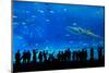 Aquarium in Okinawa-leungchopan-Mounted Photographic Print